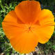 A California poppy