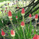 Torch lily or red hot poker flowers by a monkey puzzle tree