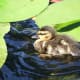 A mallard duckling