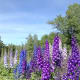 Delphiniums