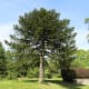 A lovely monkey puzzle tree