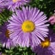 A close up view of an aster flower