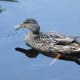 A female mallard