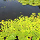 A beautiful pond scene