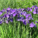 More irises