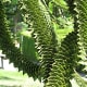 The unusual leaves of a monkey puzzle tree in the garden