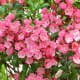 A beautiful mountain laurel, which belongs to the heath or heather family
