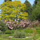 Flowering dogwood and other trees
