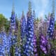 Colourful delphiniums