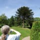 Photographing a monkey puzzle tree