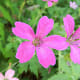 Beautiful colour in the garden