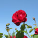 A beautiful rose