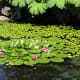 Water lilies