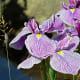 A beautiful iris