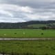 Lush diary country (c) A. Harrison
