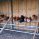 The chooks are getting ready for bed in the evening.