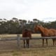 Horses in the paddock.