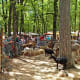 Farm-animal petting zoo at festival.