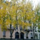The classic architecture - and trees - of Paris (c) A. Harrison