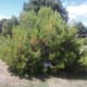 Lone Pine Tree
