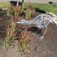 The baby sandhll crane