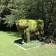 The cow in the meadow