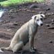 Bali dogs may look cute, but refrain from petting strays- they might bite or have diseases.