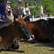 Sleepy buffaloes oblivious to tourists or cameras.
