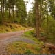 Grizdale Forest, Southern Lake District, Cumbria
