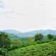 Here is where you can camp among the green tea fields.