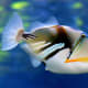 At Hanauma Bay, you can see the state fish of Hawaii – the triggerfish, also known by its Hawaiian name, humuhumunukunukuapuaa.