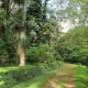 Nature-lovers will surely enjoy a visit to the Lyon Arboretum.