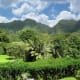 A rainforest, less than half an hour drive from Honolulu.