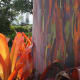 The amazing colors of the Rainbow Eucalyptus tree.