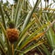 Pineapple plants, Dole Plantation