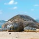 A turtle on Turtle Beach.
