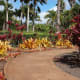 A colorful display of red Ti Leaf plants, decorative pineapple plants, and hibiscus in Dole plantation garden.