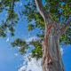 Rainbow Eucalyptus tree at Dole Plantation.