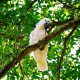 If you love birds, you will see a lot of them at the Lyon Arboretum.