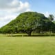 Hitachi’s tree in Moanalua Garden