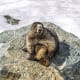 A hoary marmot posing at Whistler Blackcomb