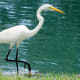 Great Egret in the water at the Houston National Cemetery