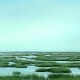 A small part of a much larger salt marsh as you near Galveston on US Highway 45