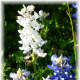 Bluebonnets