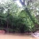 The riparian forest of Buffalo Bayou as it passes by Memorial Park in Houston, Texas