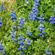 Bluebonnets