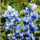 Bluebonnets