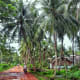 Ben Tre is such a coconut jungle