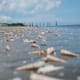Let's roam about and collect seashells