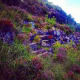 Purple heather grows in abundance along the cliffs of Ireland.